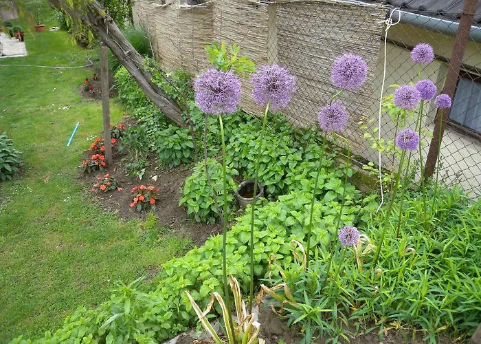 In - Balaton 19721 Feriehus *